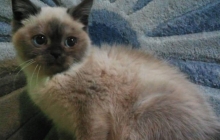 Member - Popokipet 