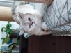 Кети