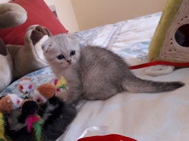 скоттиш серебряна шиншила
