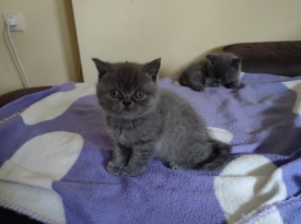 Котета