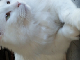 Подарявам котарак