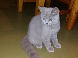Котенце