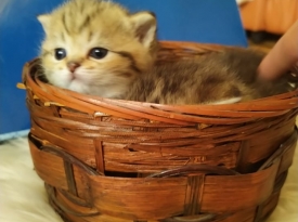 Фатме Мустафова