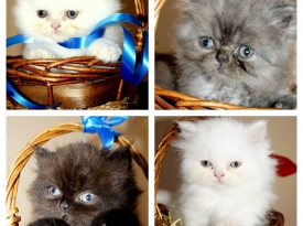 Елисавета