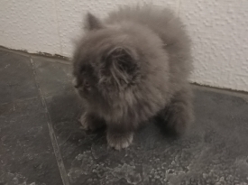 Персийско коте