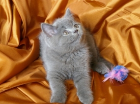 коте