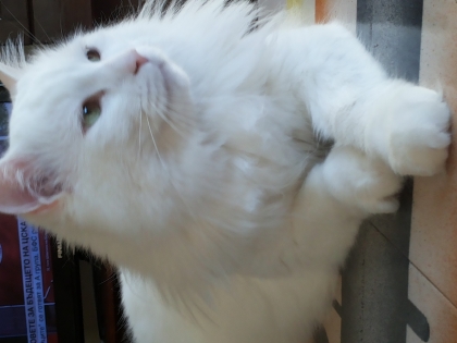 Подарявам котарак
