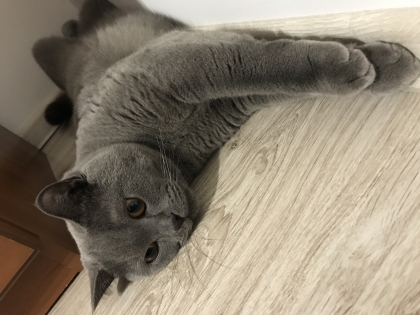 Макс