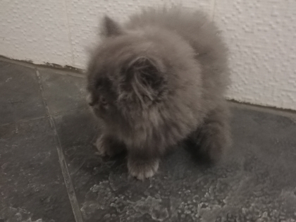 Персийско коте
