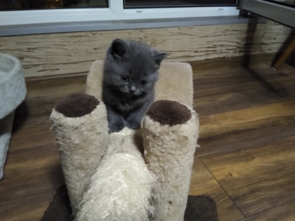Момиченце