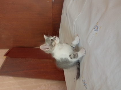 Ана