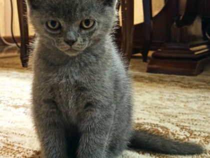 Котенце