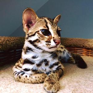 ocelot