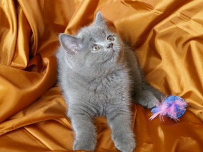коте