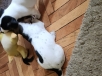 Джак ръсел териер Джак ръсел териер