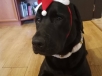 Чоп