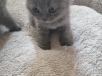 Котета