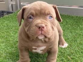 Pitbull