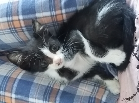 Гальовно и игриво котенце търси своя дом