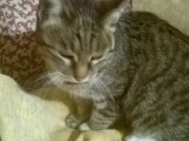коте