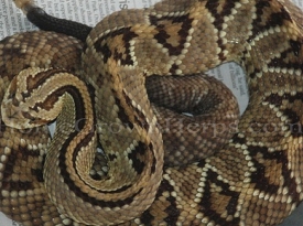 Продавам  crotalus durissus 2013 гърмяща змия