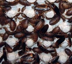 Продавам  Хлебарки blaptica dubia
