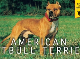 Amerikan Pit Bull Terier