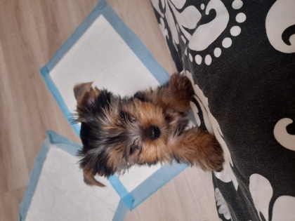 Ричи