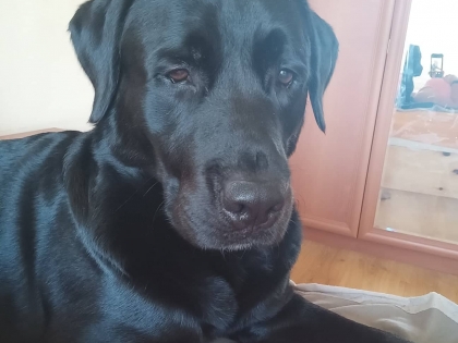 Чоп
