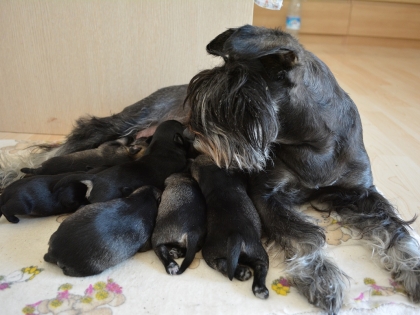 кучетата