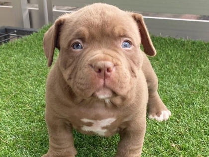 Pitbull