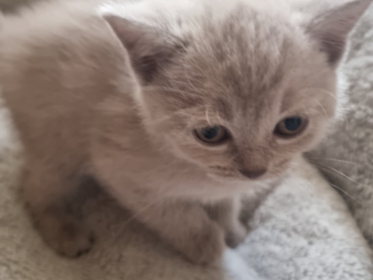 Котета