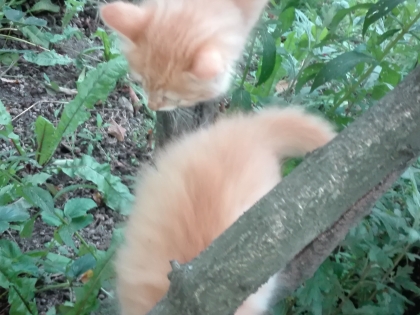 Пухкави котета