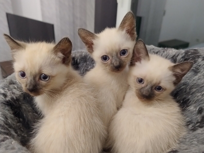 продавам сиамски котенца