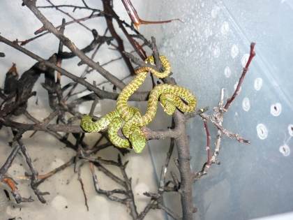 Продавам trimeresurus venustus 2014