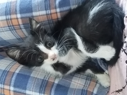 Гальовно и игриво котенце търси своя дом