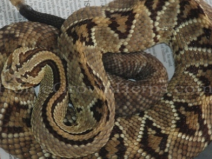 Продавам  crotalus durissus 2013 гърмяща змия