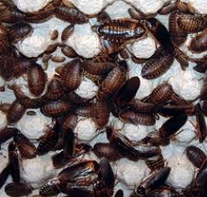 Продавам  Хлебарки blaptica dubia