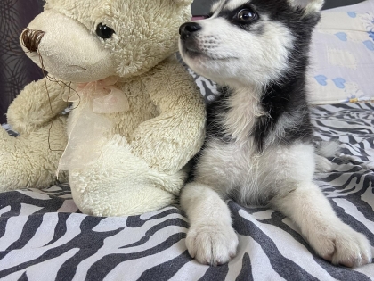 полин